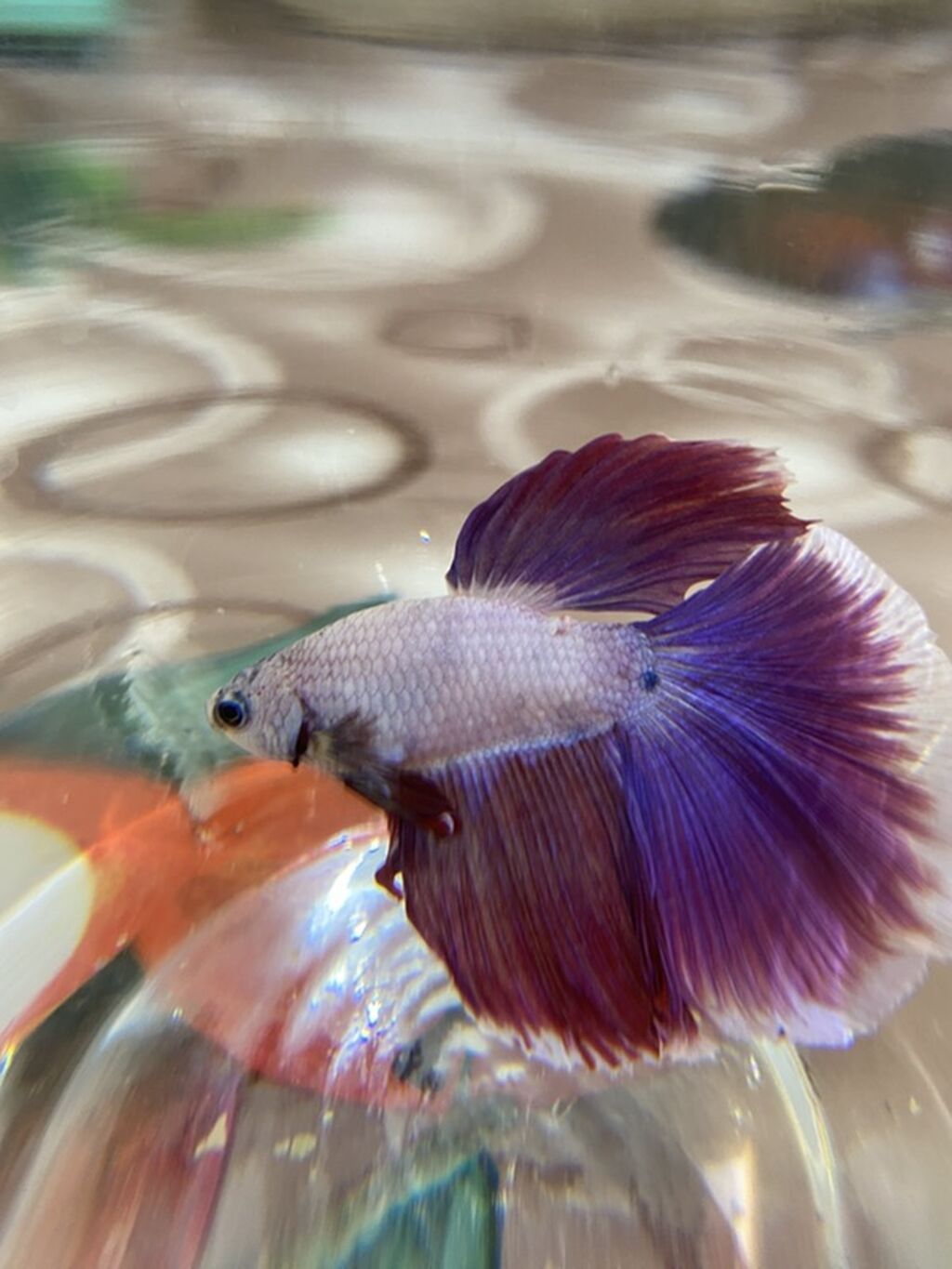 Betta (Petuşok balığı), Sülhsevər — Akvariumlar və balıqlar, Xırdalan (5)