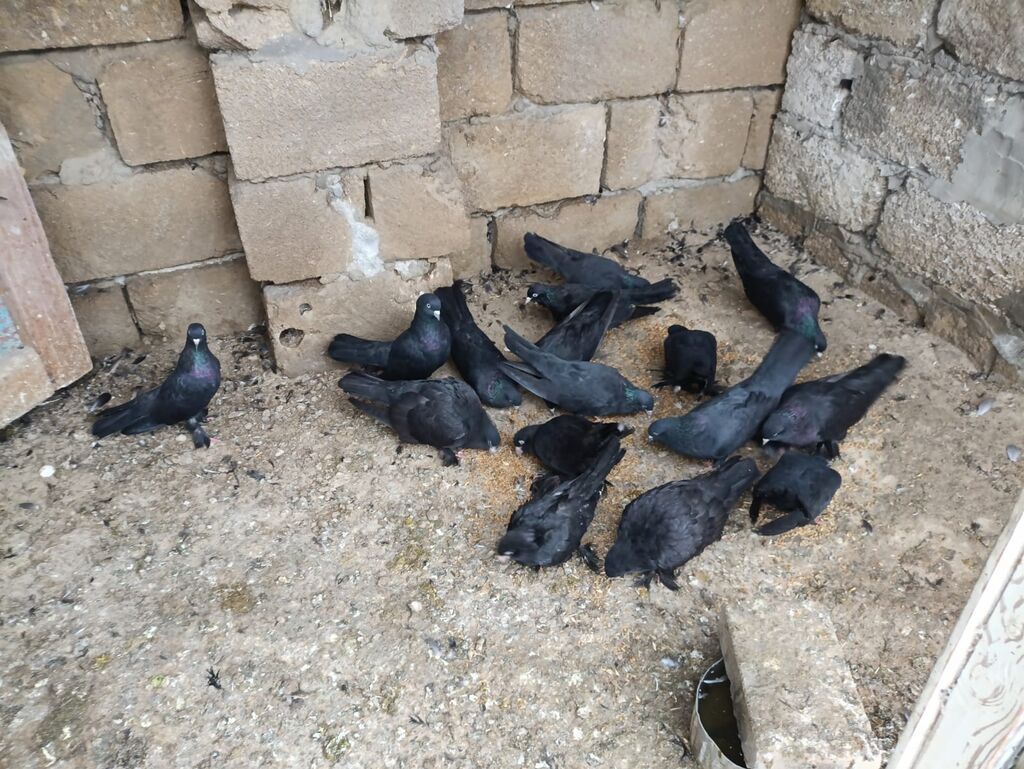 Qaralar satılıq hoptum 100manat 14denedi 1nesildi — Göyərçin, Digah (3)