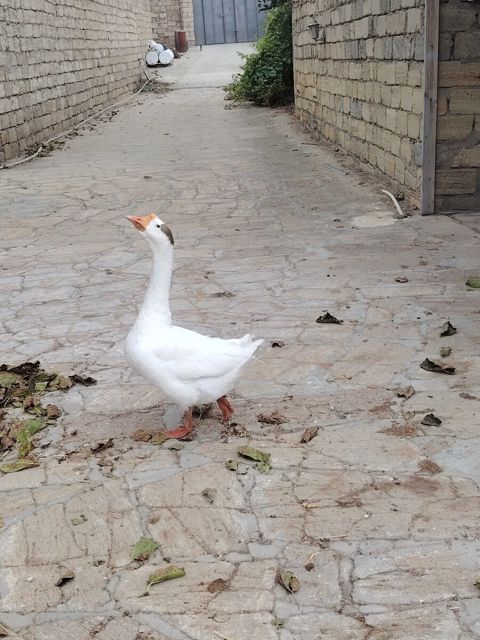 Qazlar — Bakı