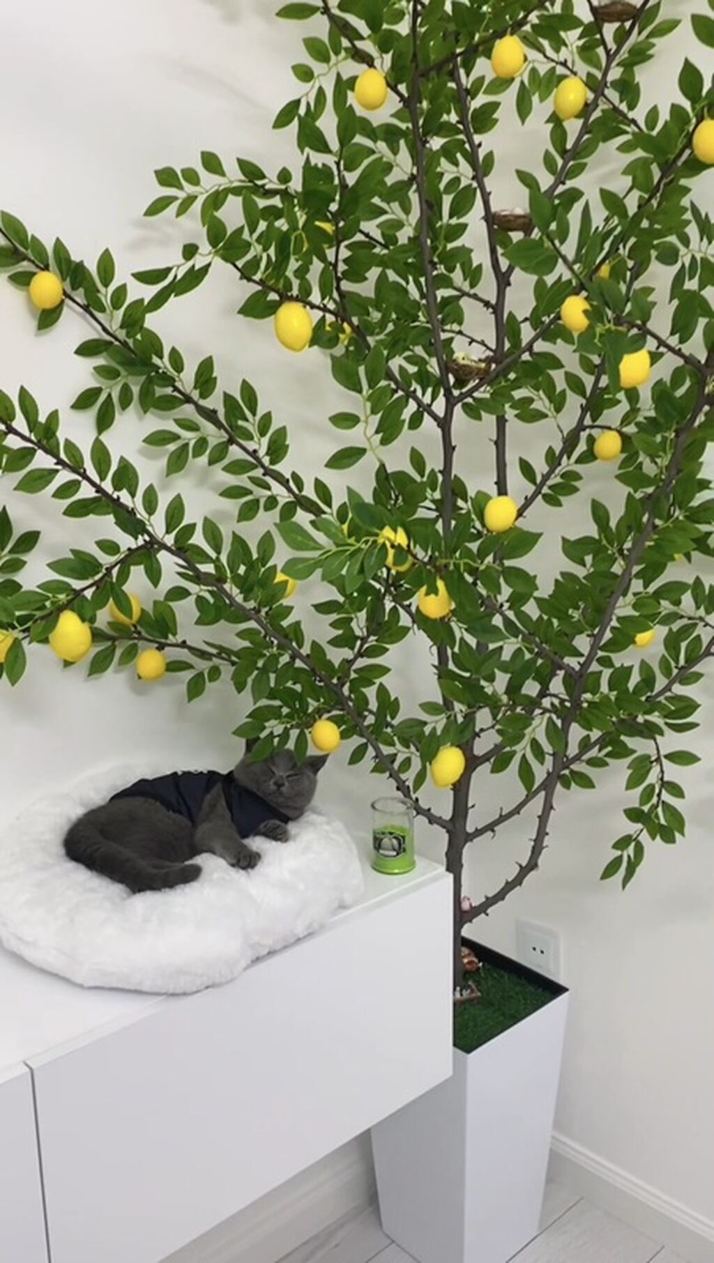 Dibçek evimiz mağazasından 160 azn alnıb limon ağaci ile birge satılır — Vaazalar, kreslolar, süni çiçəklər, Bakı
