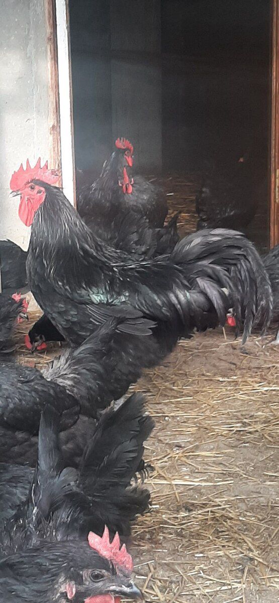 Avstralorp cücələri — Quşlar, Bakı (2)