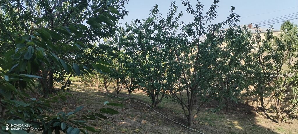 10 sot — Torpaq, Quba (10)