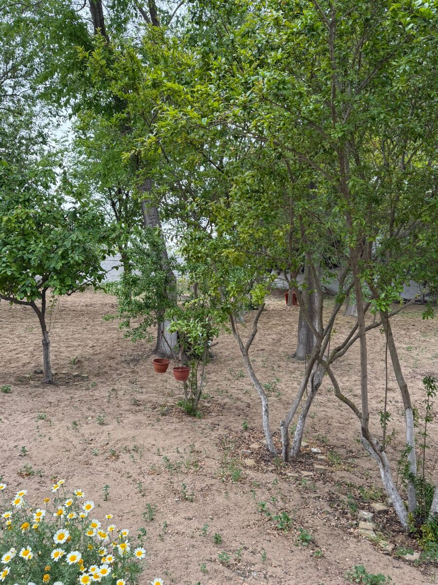 Satılır torpaq 6 sot — Torpaq, Bakı (2)