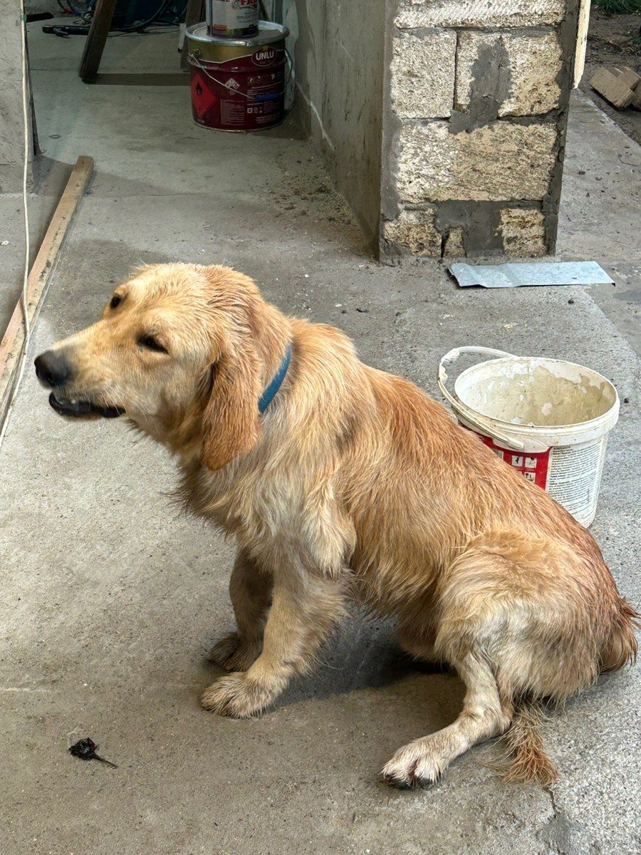 Labrador Retriver balası — Köpəklər, Bakı (3)