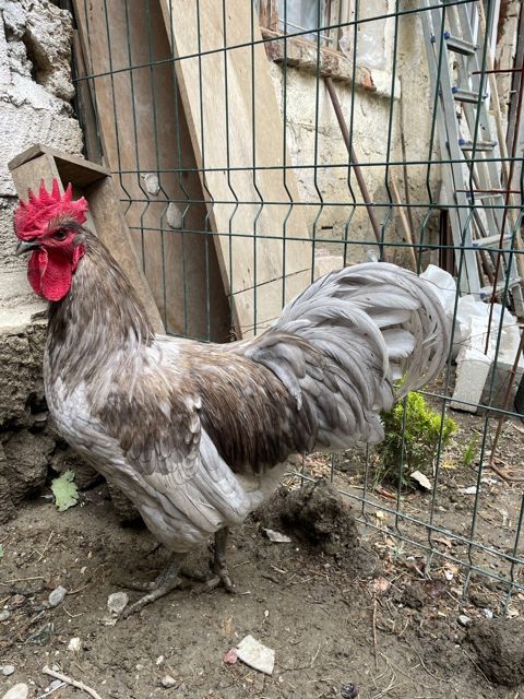 Avstralorp xoruzu — Bakı