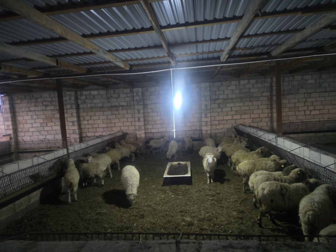 Həyət evi, Ceyranbatan qəs — Ev, villa, Sumqayıt (2)