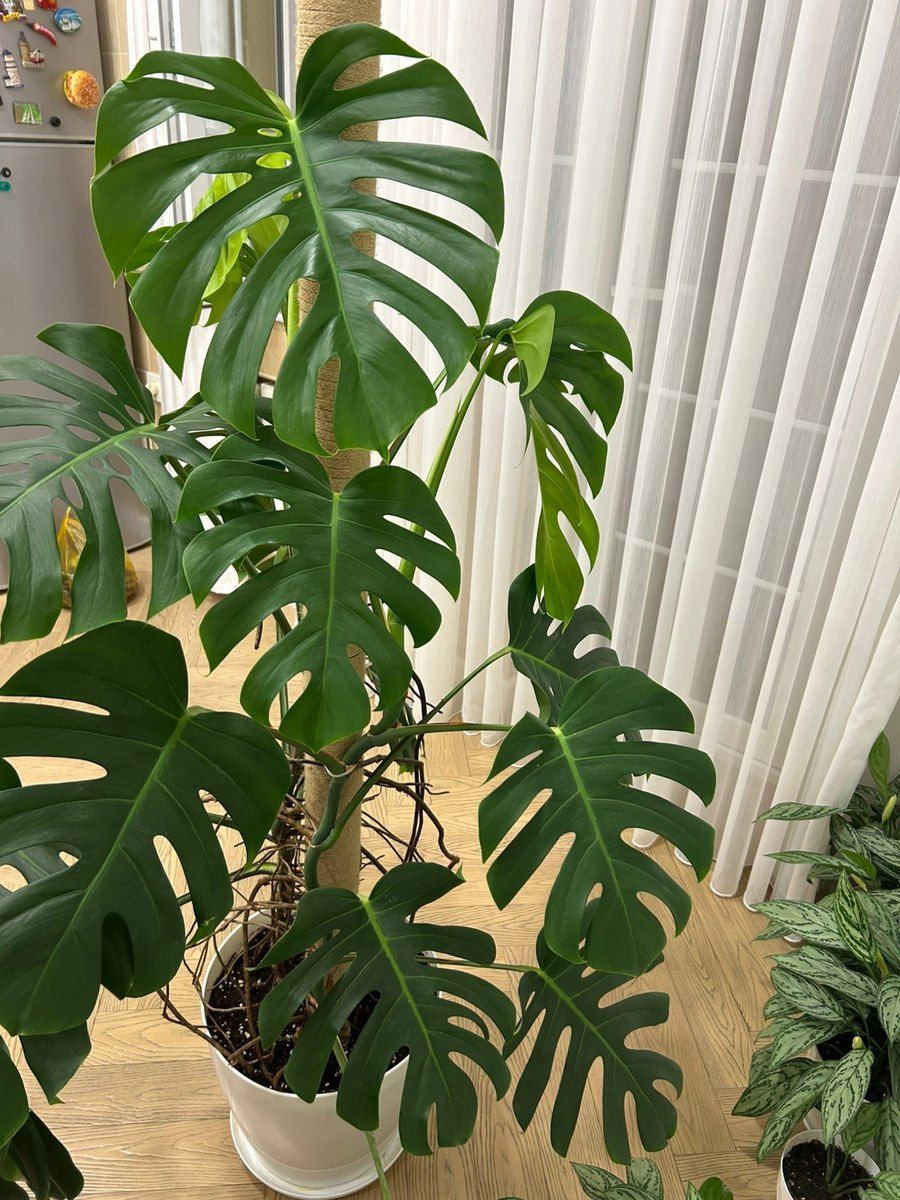 Monstera Deliciosa — Bitkilər, Bakı (7)