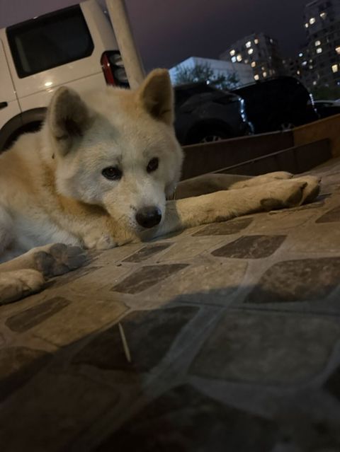 Akita-inu, Erkək — 110 ₼ · Bakı · Köpəklər Akita-inu, Erkək — Bakı