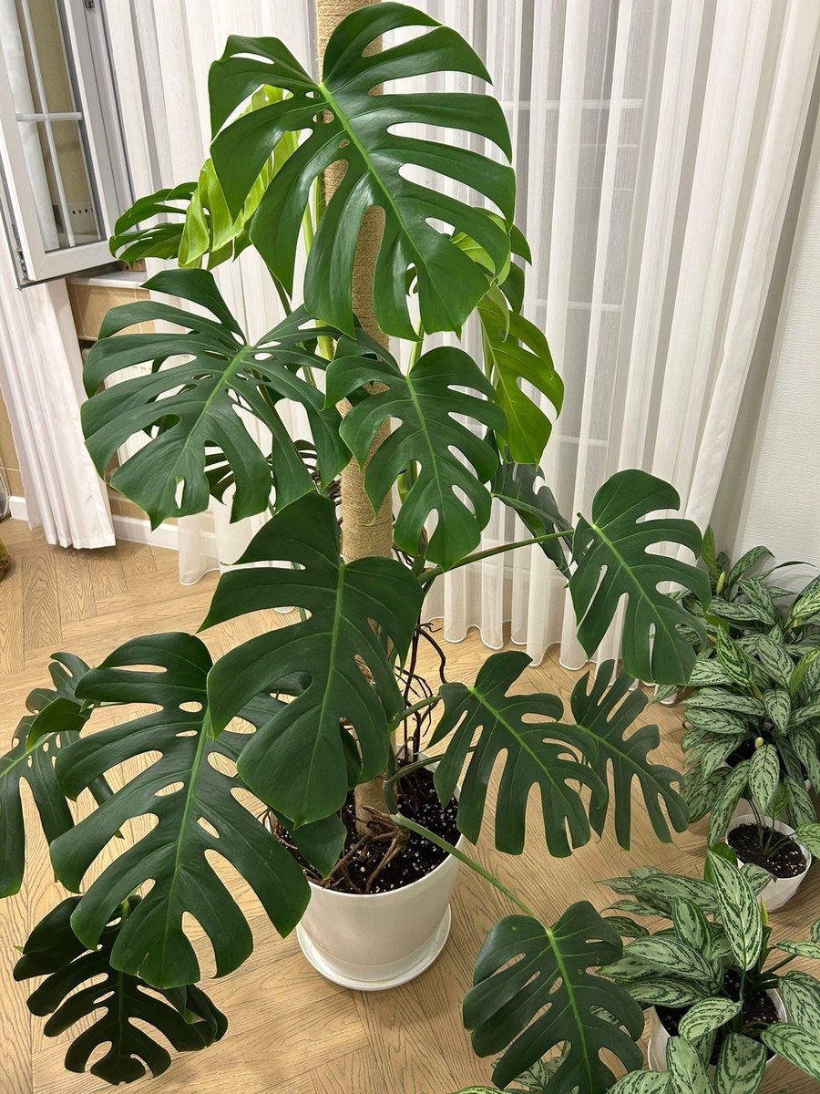 Monstera Deliciosa — Bitkilər, Bakı (3)