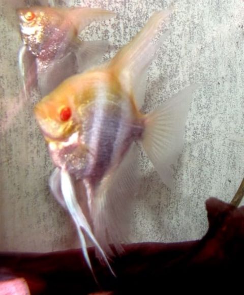 Albino redeye pearlscale angelfish — Bakı