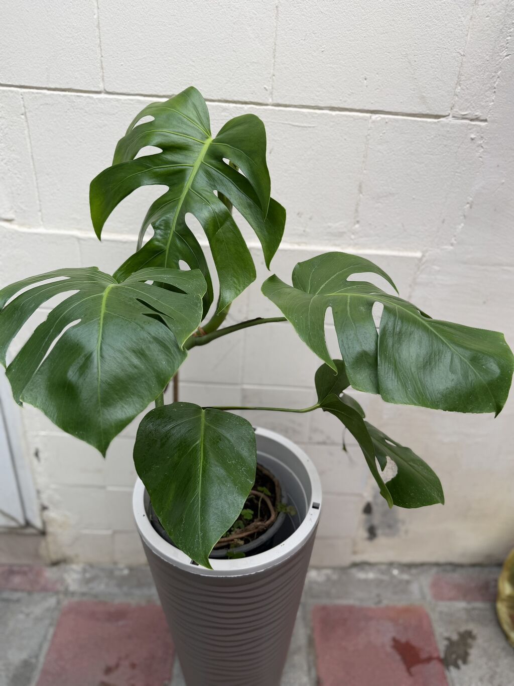 Monstera qiymət 15-25-30azn. Çatdırılma Şamaxinka. Ünvana boltla — Qapı bitkələri, Masazır (6)