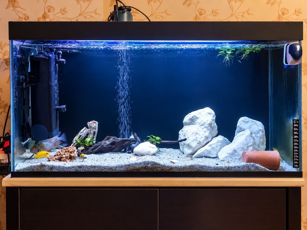 Akvarium-şkaf, Balıqlarla birlikdə, 230 l — Akvariumlar və balıqlar, Bakı (2)