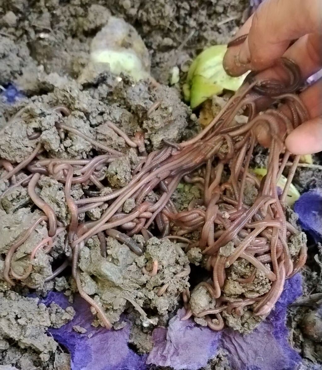 Sogulcan. balıq tutmaq üçün qurd 100 ededi 10 m ünvan Tovuz — Camping, ovçuluq və balıqçılıq, Tovuz