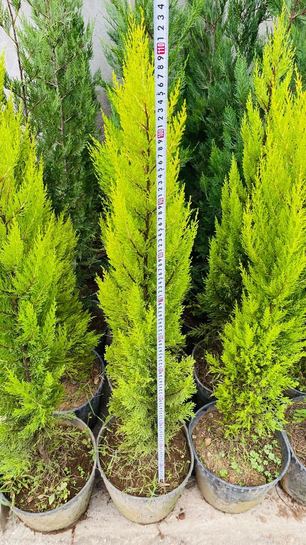 Thuja “Golden Smaragd” (qızılı-yaşıl iynəyarpaq kolu) – qapda - Bitki — Bitkilər, Astara (2)