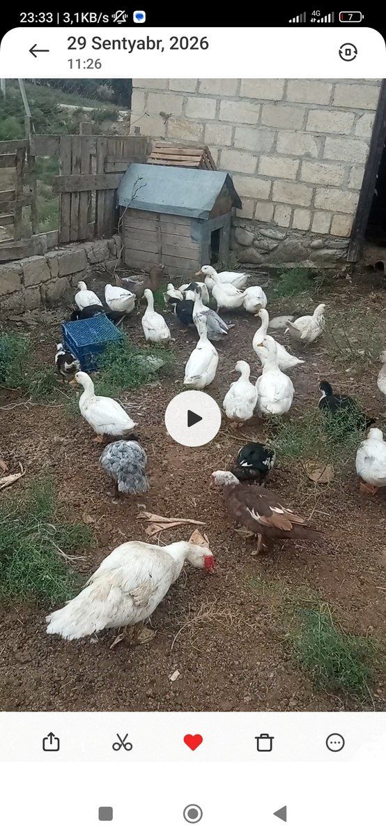 Ördəklər — Quşlar, Siyəzən