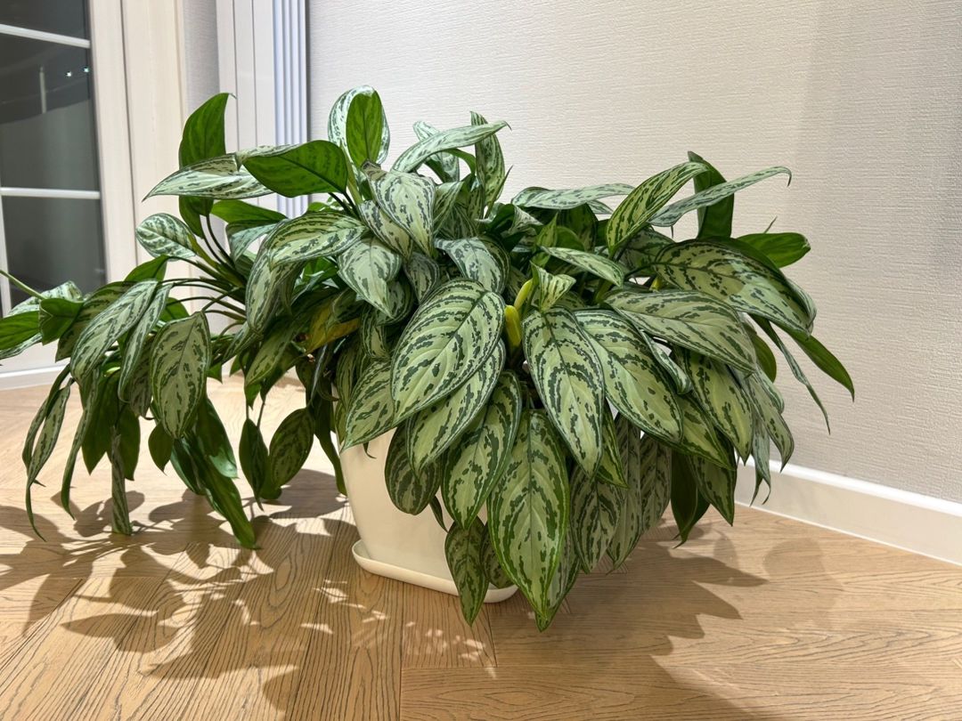 Aglaonema — Bitkilər, Bakı (3)