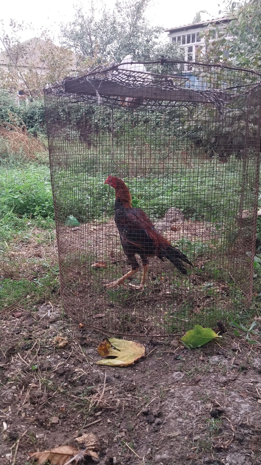 Becenin cinsine tam arxayin ellewdirmey olar Barter olunur 1 yaw — Toyuq və xoruz, Siyəzən (2)