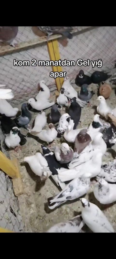 Göyərçinlər — Bakı