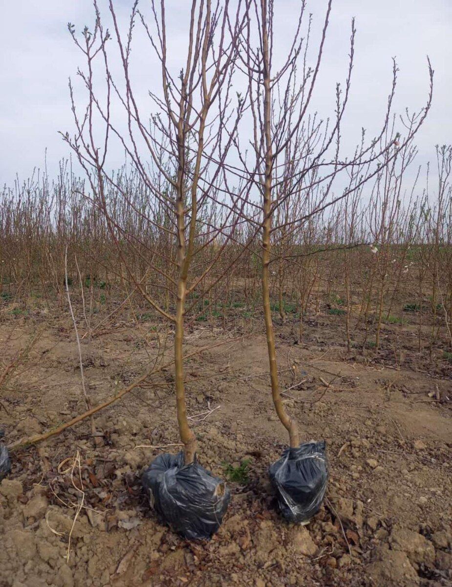 Tinglər — Bitkilər, Bakı (4)