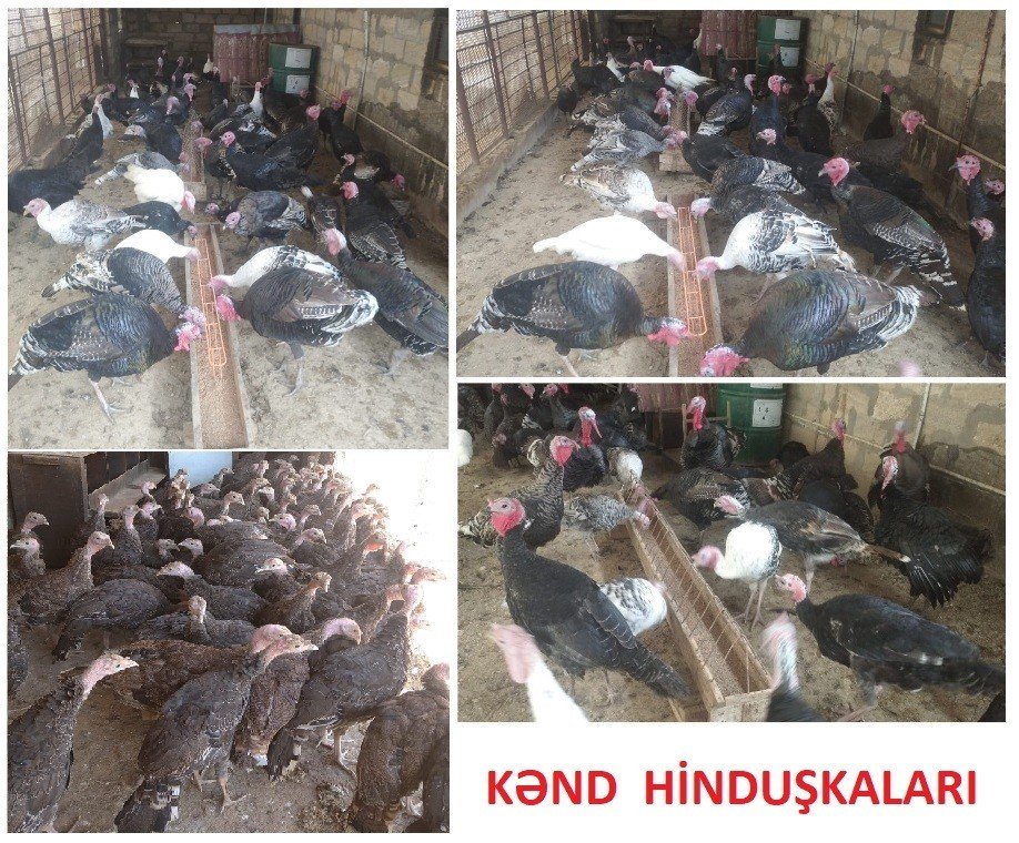 Yumurtlayan kənd toyuqları — Quşlar, Şirvan (2)