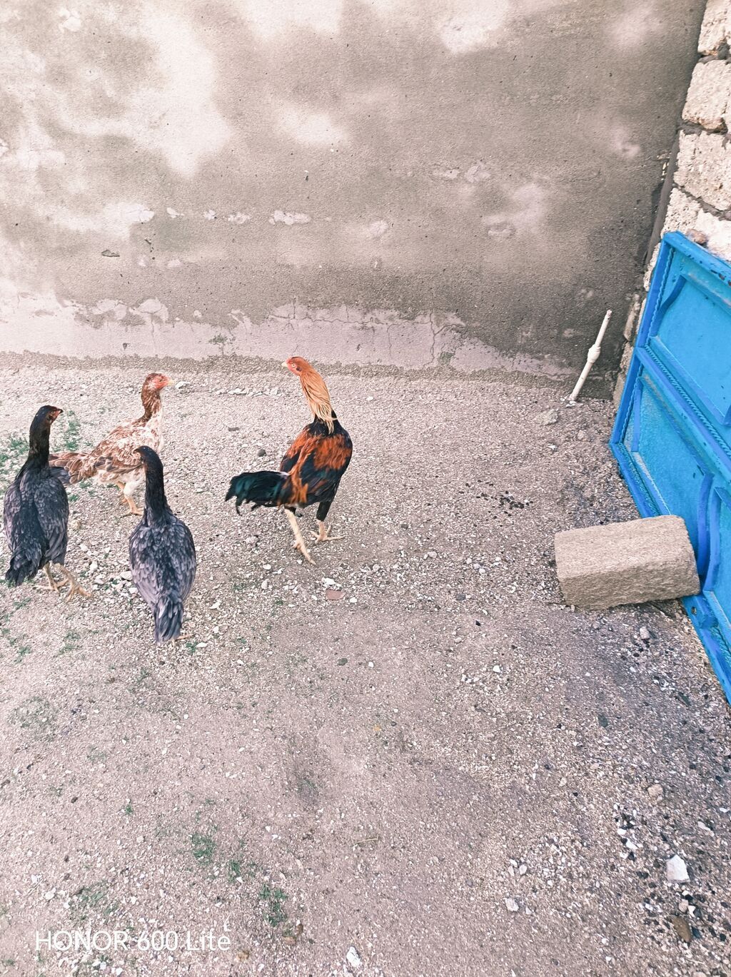 1əded xoruz 8ayliqdi 4dene fere 5ayliqdi Hamisi Birlikde Satilir — Toyuq və xoruz, Bakı (4)