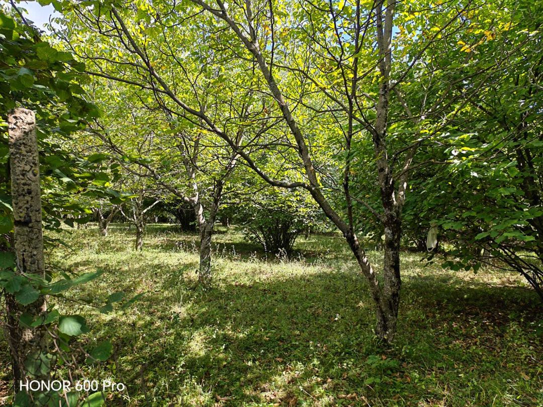 Satılır torpaq 7 sot — Torpaq, Qəbələ (4)