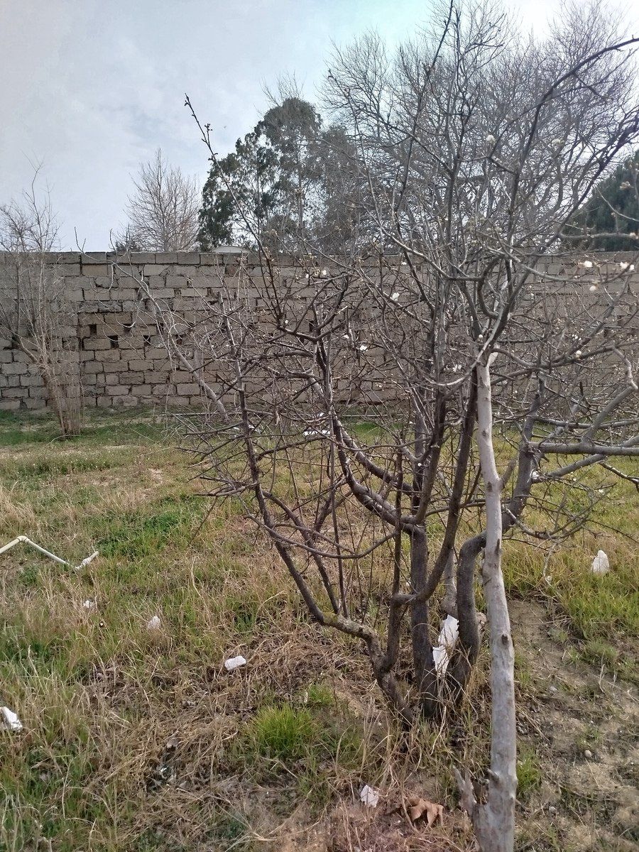 Satılır torpaq 5.5 sot — Torpaq, Bakı (5)