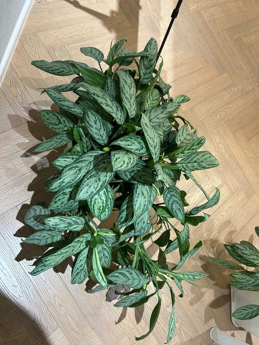 Aglaonema — Bitkilər, Bakı (4)