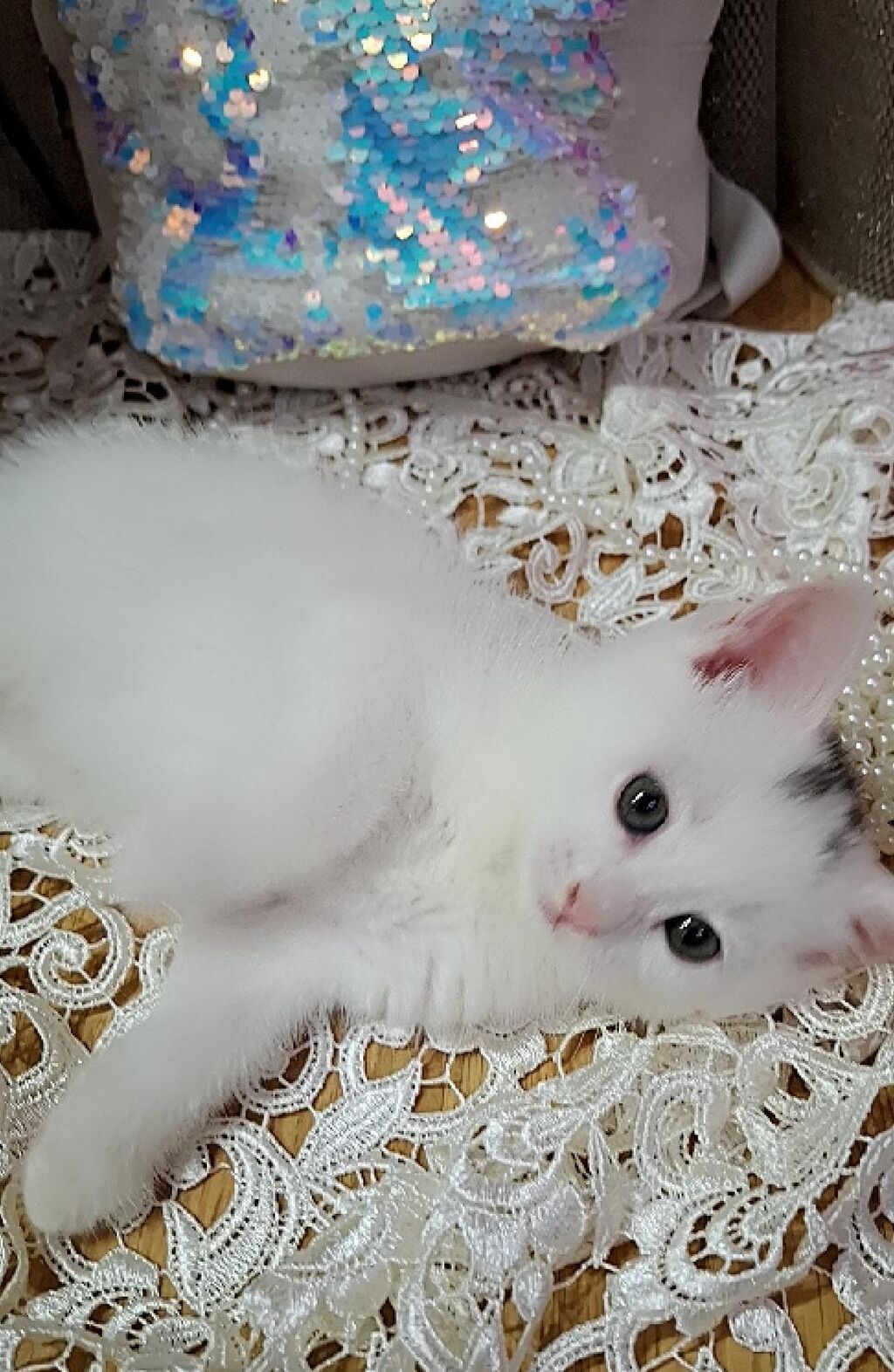 Ağ tüklü, qısa xəzli balaca pişik balası - Rəng: tam ağ, çəhrayı — Pişiklər, Bakı (8)
