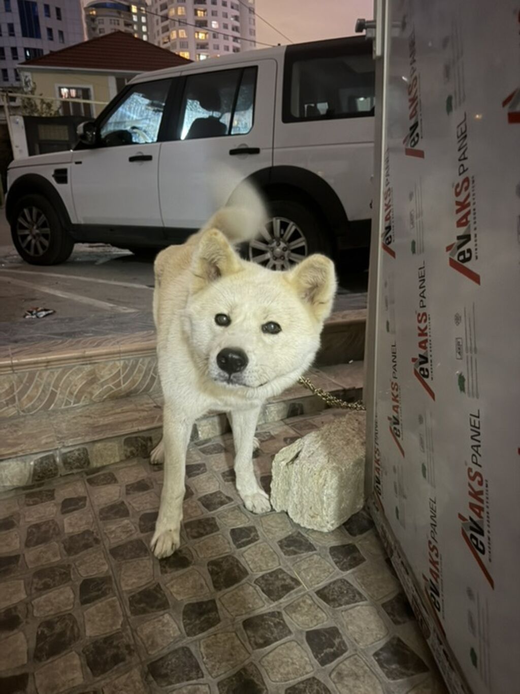 Akita-inu, Erkək — Köpəklər, Bakı (3)