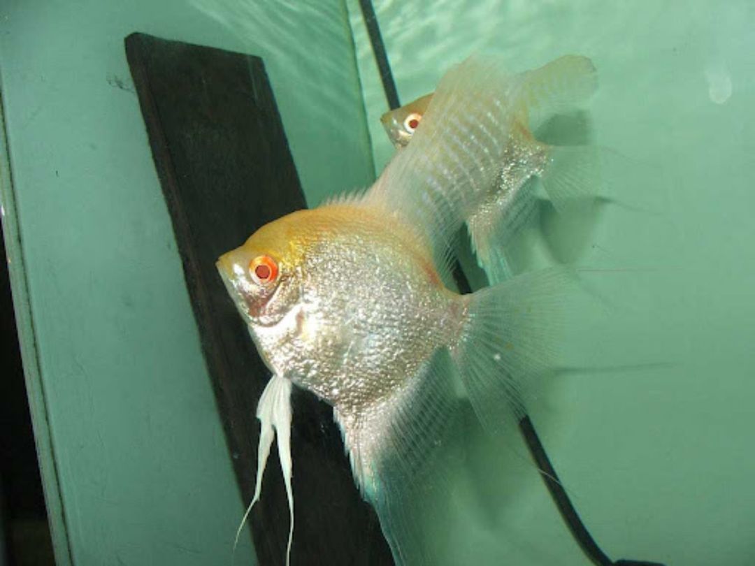 Albino redeye pearlscale angelfish — Akvariumlar və balıqlar, Bakı (4)