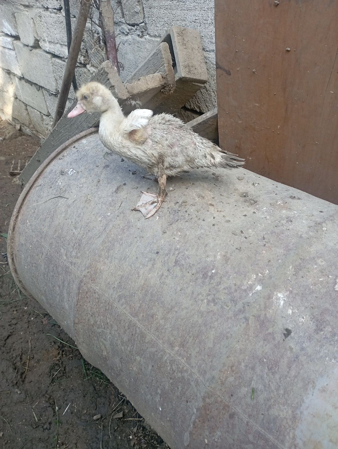 Ördəklər — Quşlar, Sumqayıt (6)