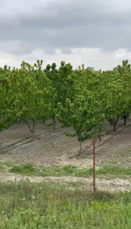 Satılır torpaq 2000 sot — Torpaq, Xaçmaz (4)