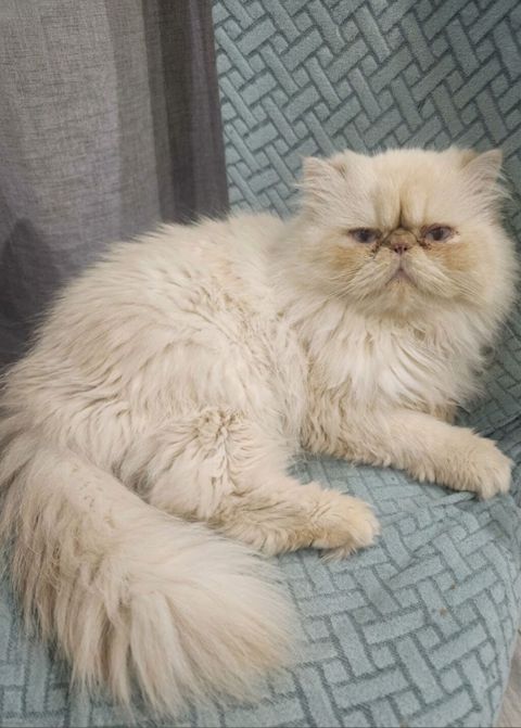Fars, Erkək, Cütləşmə üçün — Bakı