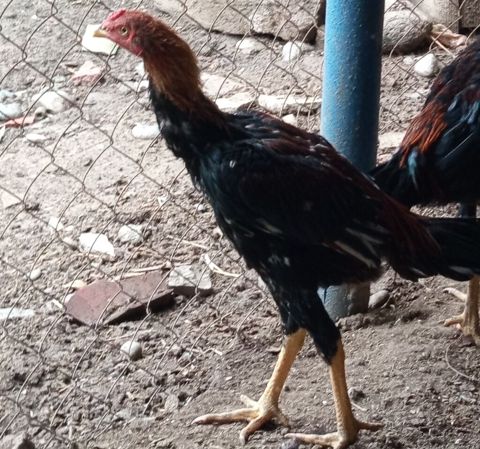Gördüyünüz heyratı xoruz və fərəsi satılır tam sağlam heyvandırlar — Cəlilabad