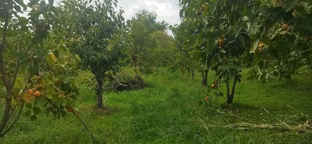 15 sot torpaq sahəsi, Ağdaş r — Torpaq, Ağdaş (5)