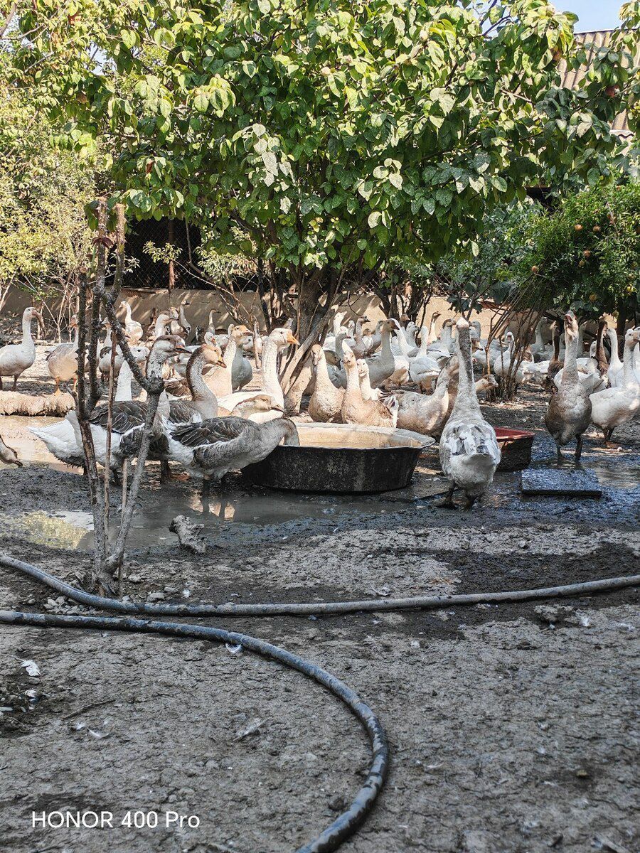 Linda kuban qazları — Quşlar, Bakı (2)