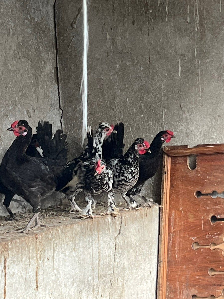 Yaponka xoruzu və toyuqları — Quşlar, Bakı (12)