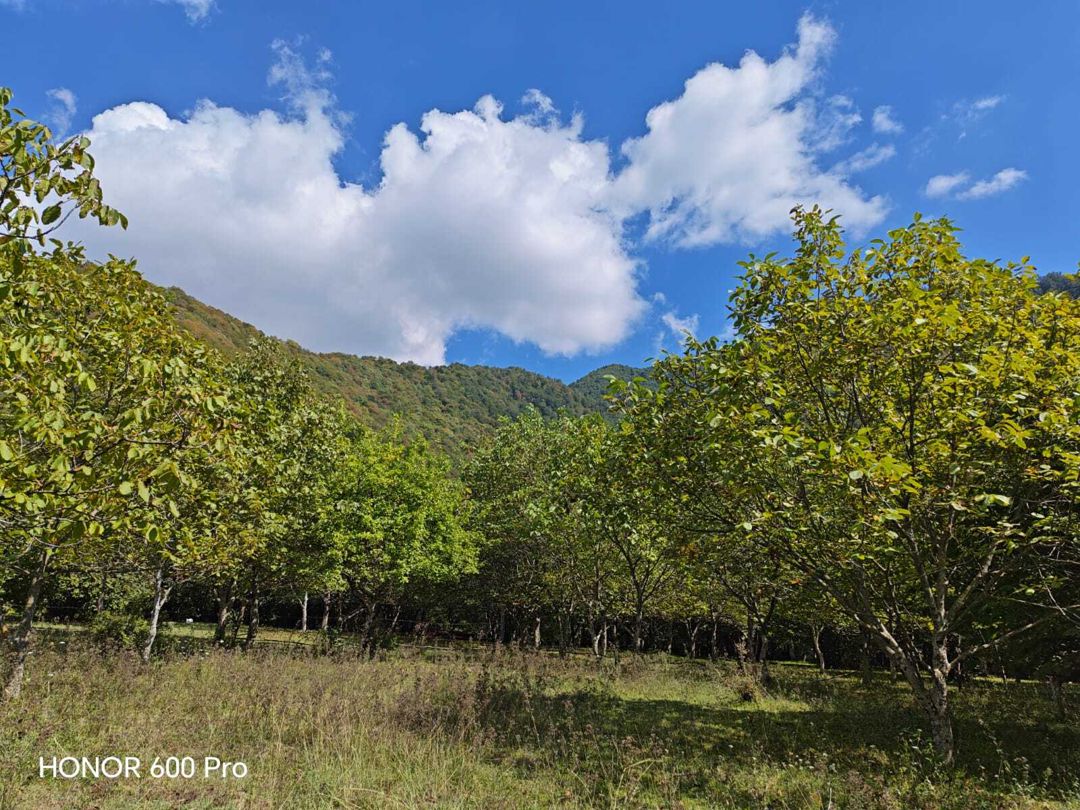 Satılır torpaq 7 sot — Torpaq, Qəbələ (6)