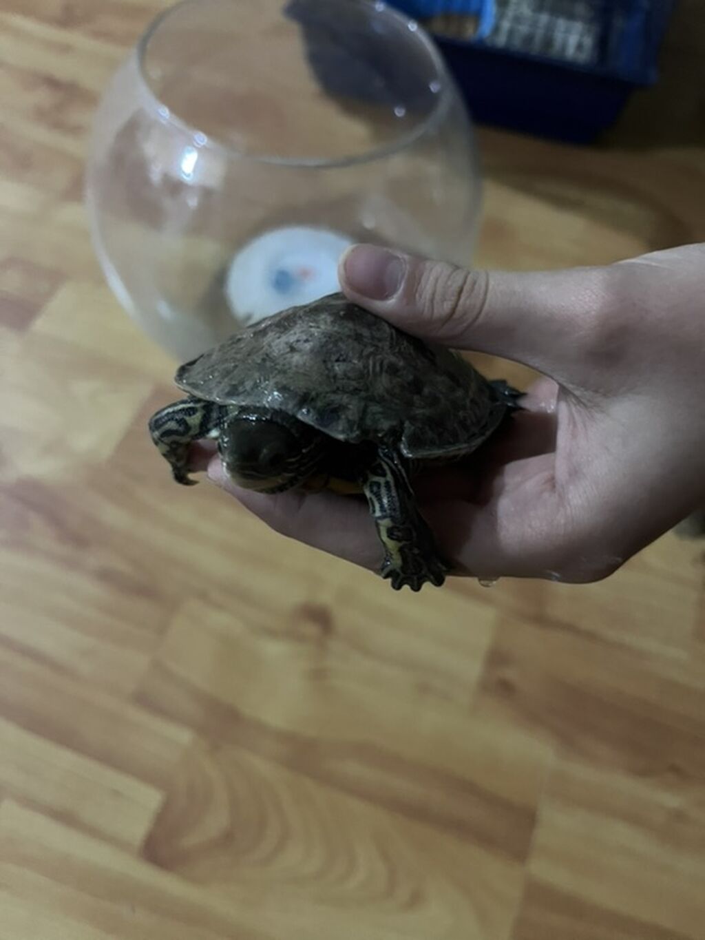 Boş, 60 l, Pulsuz çatdırılma — Akvariumlar və balıqlar, Digah (2)