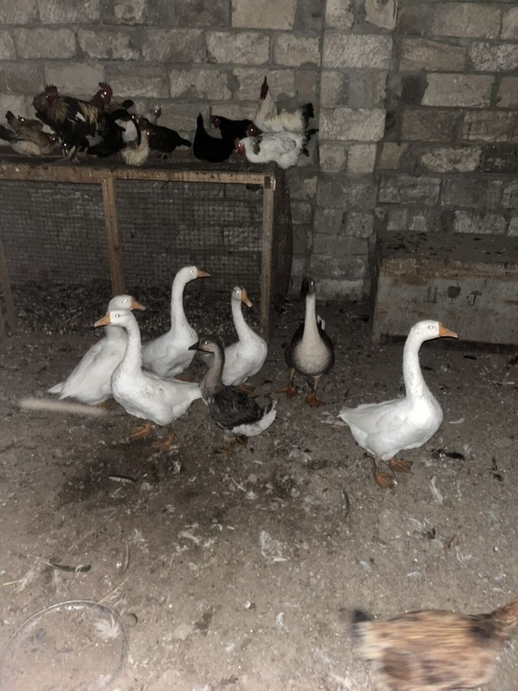 Qaz sürüsü – ev quşları Məhsul təsviri: - Şəkillərdə olan ev quşları — Digərləri, Digah (2)