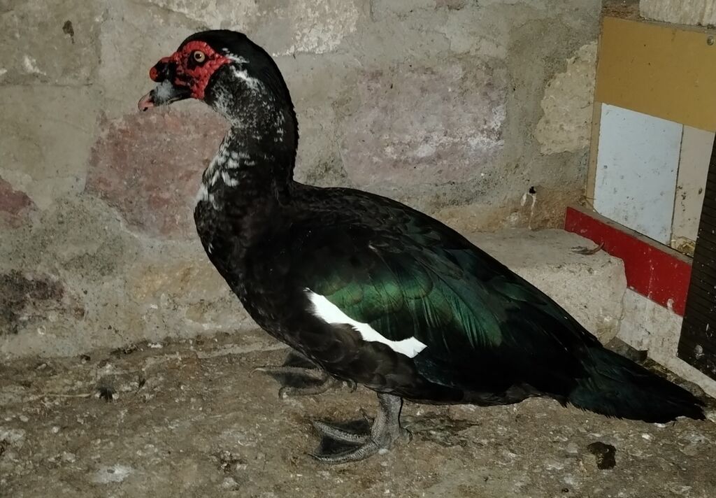 Erkək, Lal ördək, Ətlik, Ünvandan götürmə — Digərləri, Gəncə (2)