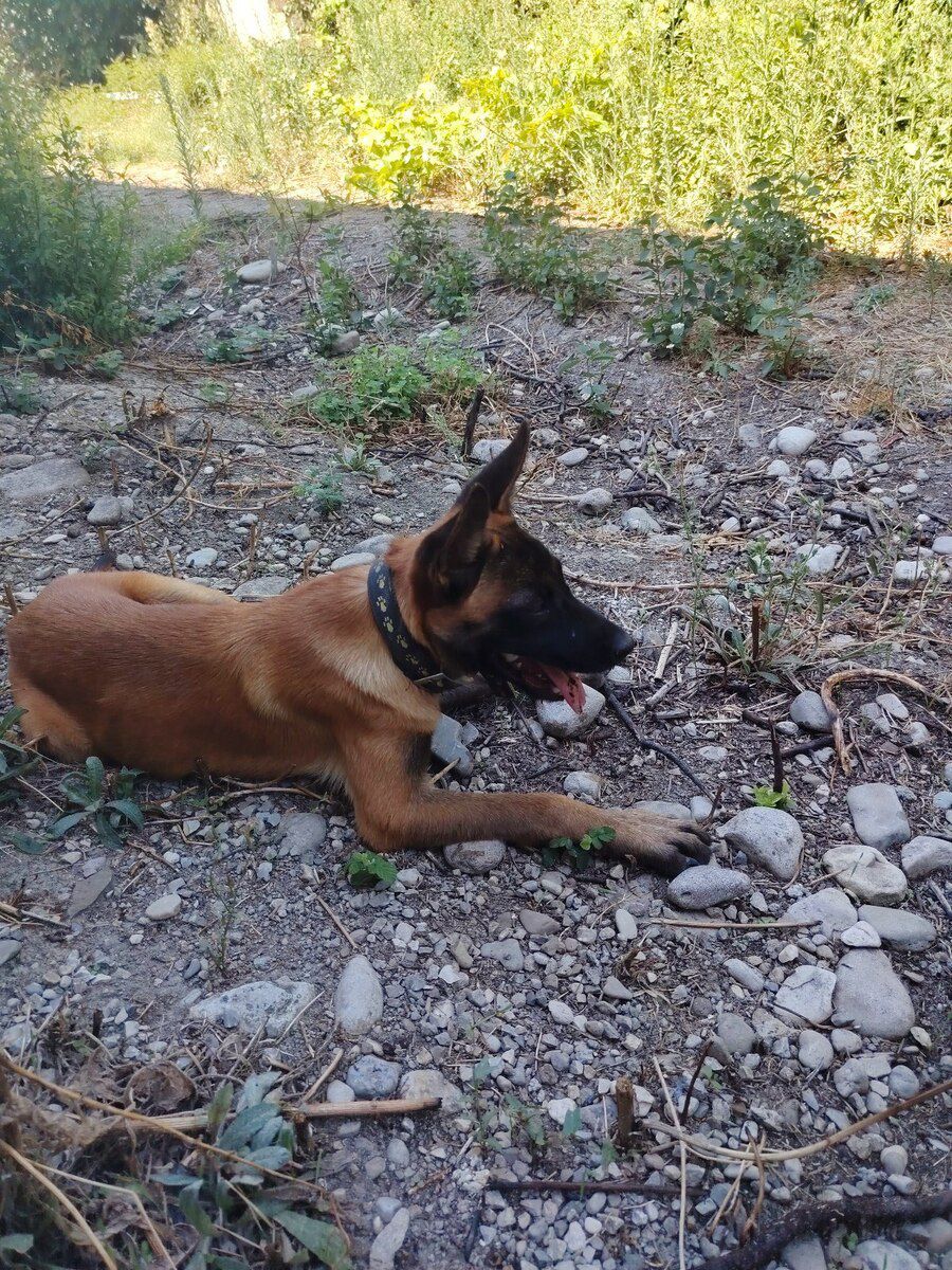Belçika ovçarkası — Köpəklər, Bakı (12)