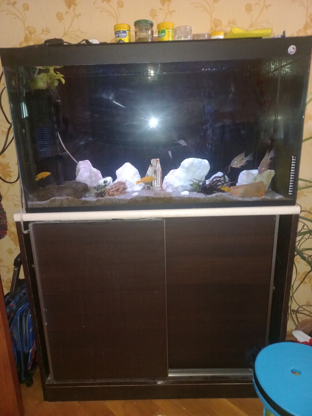 Akvarium-şkaf, Balıqlarla birlikdə, 230 l — Akvariumlar və balıqlar, Bakı (8)