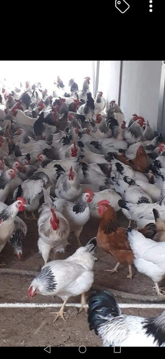 Cücələr — Quşlar, Bakı (2)