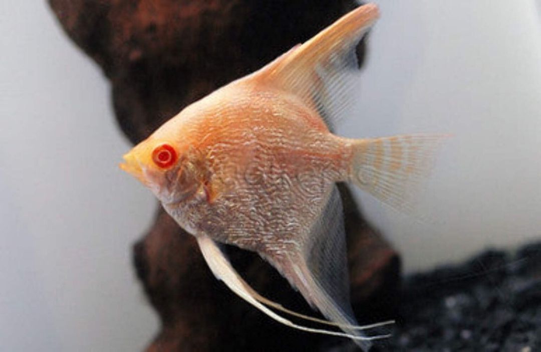 Albino redeye pearlscale angelfish — Akvariumlar və balıqlar, Bakı (3)