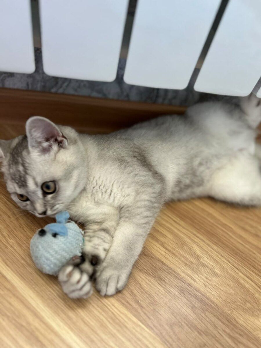 British Shorthair — Pişiklər, Bakı (7)