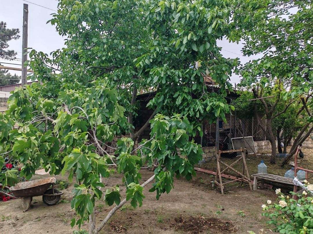 22 sot torpaq sahəsi, Novxanı qəs — Torpaq, Bakı (10)