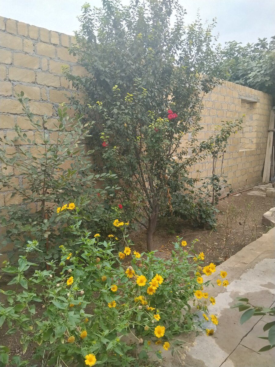 Həyət evi, Gəncə ş — Ev, villa, Gəncə (6)