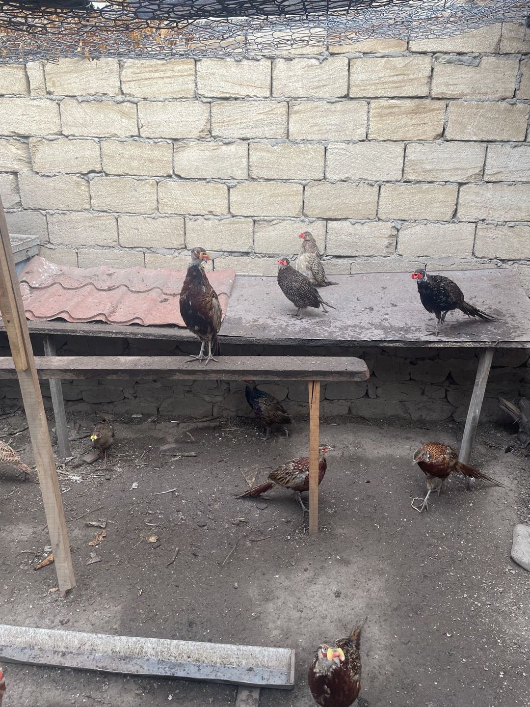 Qafqaz rum qırqovulları — Quşlar, İsmayıllı (2)